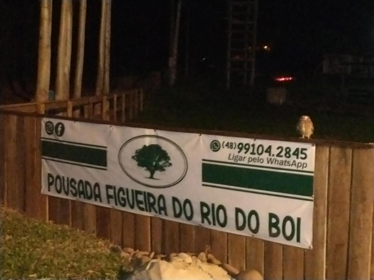 Figueira Do Rio Do Boi *